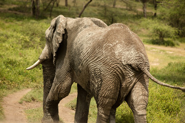 Fototapeta na wymiar Elephants with broken ivory in their natural environment Kenya, Africa