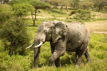 Fototapeta premium Stunning wildlife photography with large elephants migrating after a mud bath in the African savanna during the rainy season