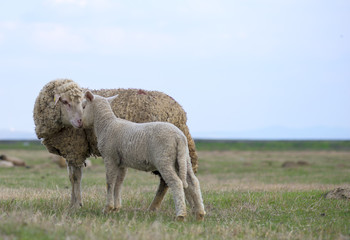 single adorable baby lamb, with its proud mother