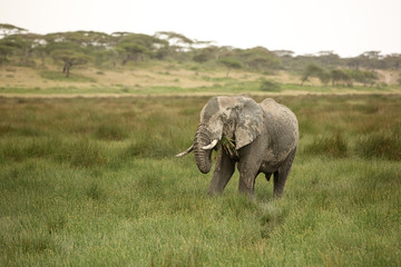 Fototapeta premium Elephants with missing ivory, eating and playing in the mud in their natural environment