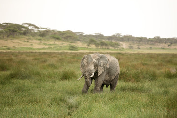 Fototapeta na wymiar Migrating couple of elephants hunted for their ivory. African savanna during rainy season
