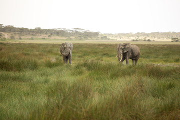 Obraz premium Migrating couple of elephants hunted for their ivory. African savanna during rainy season