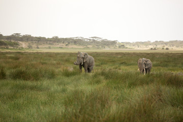 Obraz premium Migrating couple of elephants hunted for their ivory. African savanna during rainy season