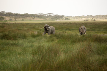 Elephants with missing ivory, eating and playing in the mud in their natural environment