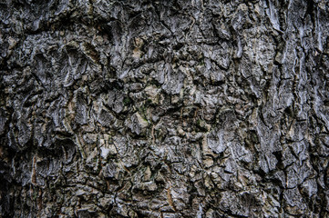 very old wood tree background vintage