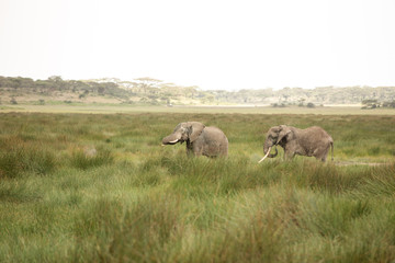 Naklejka na ściany i meble Migrating couple of elephants hunted for their ivory. African savanna during rainy season