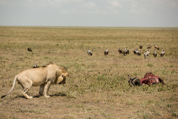 Male lion watching his food in the african savanna