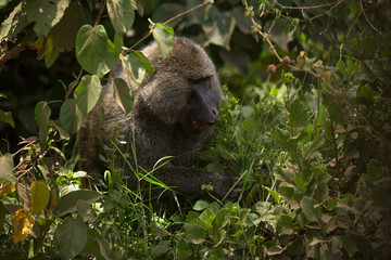 Baboon sitting in the grass