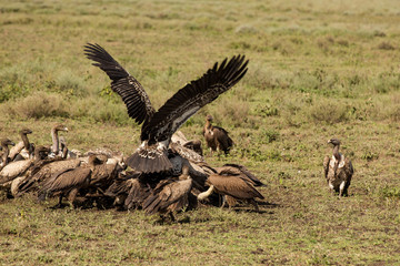Different species of vultures having lunch in the African reservation park