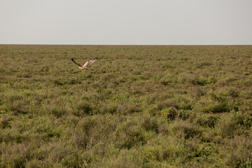 Eagle flying in the Savannah in Kenya Africa