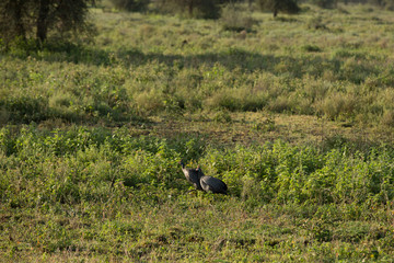 Cute babies hyena in the African savannah