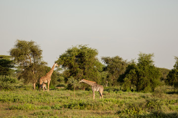 Mom and baby giraffe in their natural environment, natural park in Africa