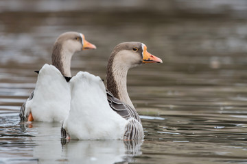 Domestic Goose, Cross Goose, Swan Goose and Greylag Goose hybrid