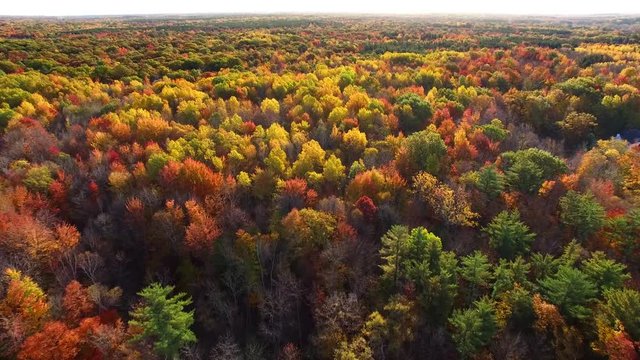 Scenic Aerial of Autumn Colors, Trees, Forests.
