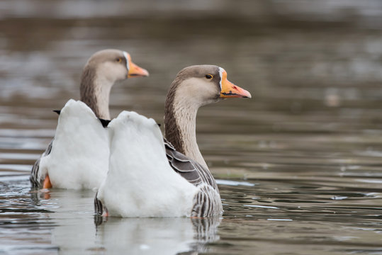 Domestic Goose, Cross Goose, Swan Goose and Greylag Goose hybrid