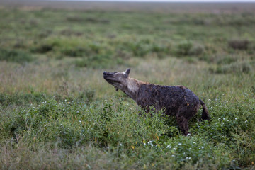 Dirty hyena shaking off water from her fur