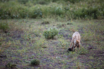 Jackal looking for food in african savanna