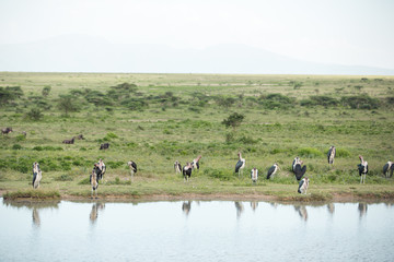Fototapeta na wymiar Group of marabou storks near a lake African wildlife