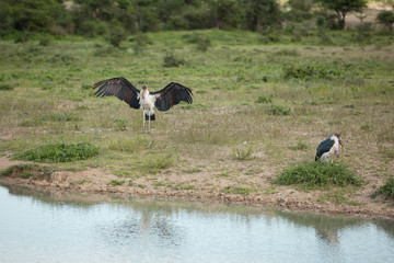 Group of marabou storks near a lake African wildlife