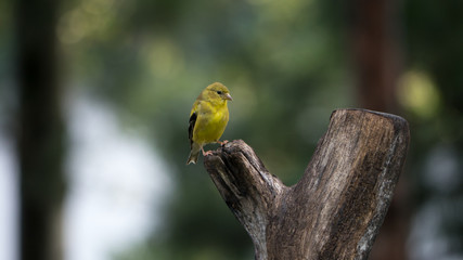 American Goldfinch on tree stump