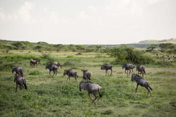 Wildlife in african savannah