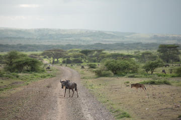 Wildebeest in african national park