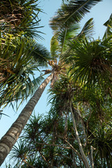Obraz premium Palm tree in Zanzibar, Africa