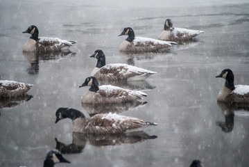 Geese snow pond flock nature