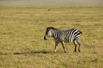 Fototapeta na wymiar Gorgeous zebra in National Parc, Africa 