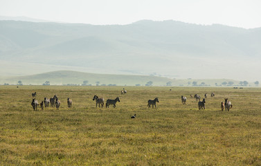 Incredible wildlife landscape in the african savanna
