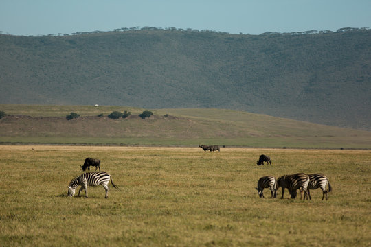 Gorgeous zebra in National Parc, Africa