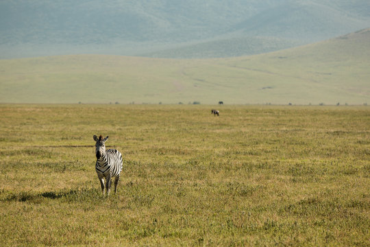Gorgeous zebra in National Parc, Africa 