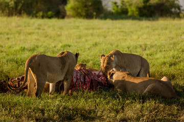Wildlife in the african savanna family of lions eating after hunt