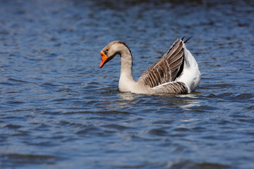 Domestic Goose, Cross Goose, Swan Goose and Greylag Goose hybrid