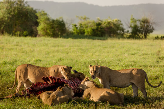 Wildlife in the african savanna family of lions eating after hunt