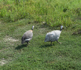 Guinea fowl on the green grass. Guinea fowl - poultry in the village courtyard