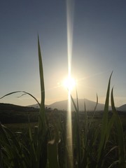 Mexican Sunrise