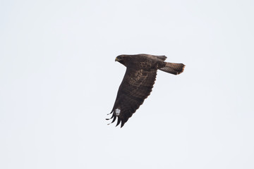 Common Buzzard, Buteo buteo