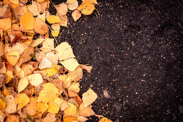 Yellow Autumn Leaves and Dirt Background