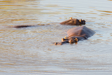 Fototapeta premium Hippos in the water, Kruger National Park, famous travel destination in South Africa.