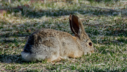 bunny
