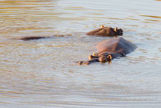 Hippos in the water, Kruger National Park, famous travel destination in South Africa.