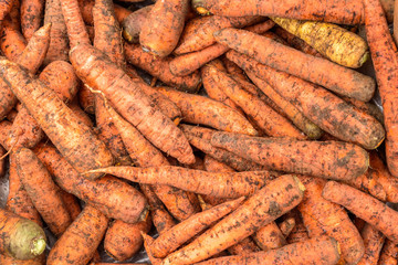 Pile of Organic Homegrown Carrots Overhead