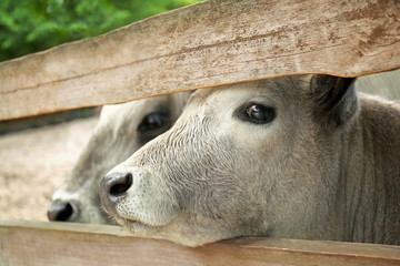 Cow, closeup