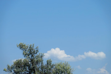 Olive tree on sky background
