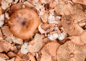 Group of Fresh Organic Mushrooms in Overhead Shot