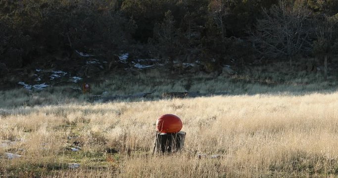 Pumpkin smashing explosion rural farm. Shot with a high powered rifle. Rural farm field entertainment. Autumn after Halloween. Destruction of fresh fruit and vegetables.