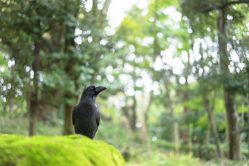 crow