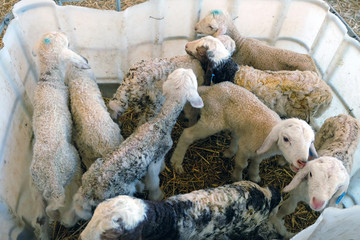 Corral for newborn lambs