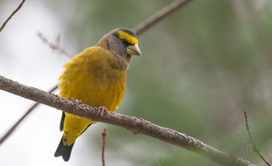 Yellow, black & white colored Evening Grosbeak (Coccothraustes vespertinus) sitting on a tree branch, observing his domain.